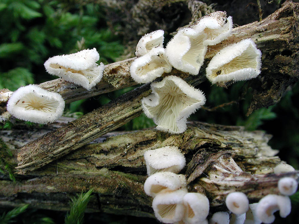 Chaetocalathus craterellus